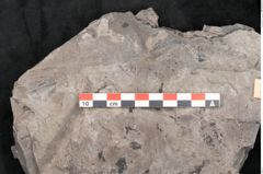 Foto (Detailansicht) von Plantae indet.  (NHMW-GEO-2024-0188-11390)